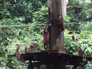 Orangutans