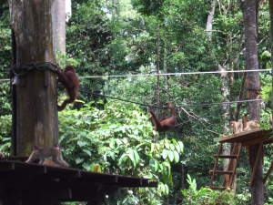 Orangutans